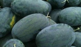 宁波网红陈小姐吃瓜,揭秘幕后真相与网络热议